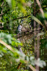 Hidden Heron