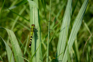 Dragonfly 2