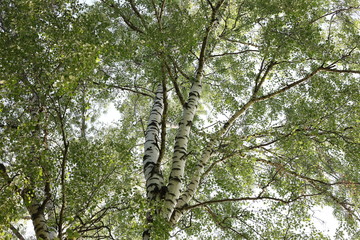 Лето береза