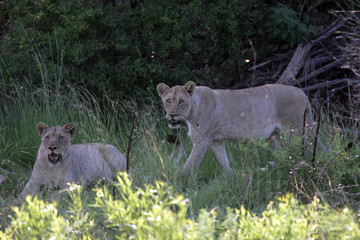 Lioness