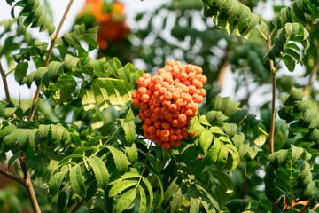 Clusters of Rowan are photographed on a tree.
