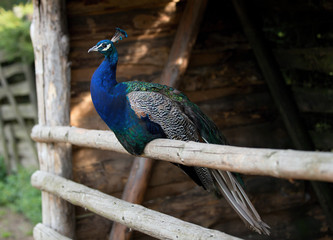peacock on the beam