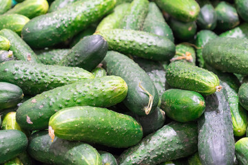 Photo of cucumbers on the counter of the store. Place for your text.
