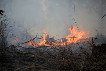 bush fire in Africa with palm tree