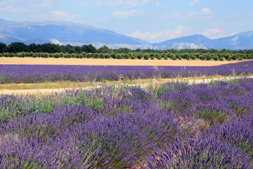 Naklejka na ściany i meble Lavender Growing in French Provence 