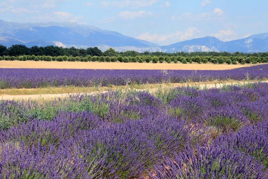 Lavender Growing in French Provence 
