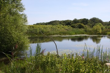 Wild Marshland