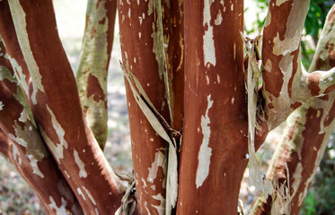 Peeling Crepe Myrtle Bark