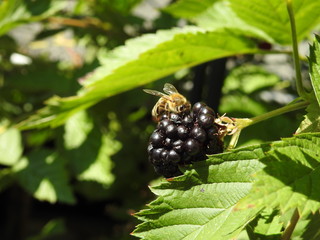 bee on blackberry
