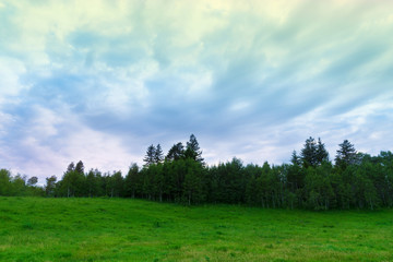 Fototapeta na wymiar smooth forest cloudscape