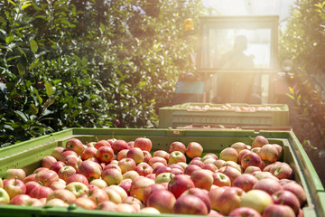 Tractor in orchard pulling wagons full of ripe natural apples. Seasonal apple fruit harvest. 
