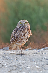 Bird burrowing owl at dusk