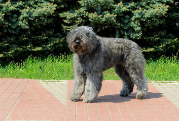 Bouvier des Flandres looks aside. The Bouvier des Flandres stands in the city park.