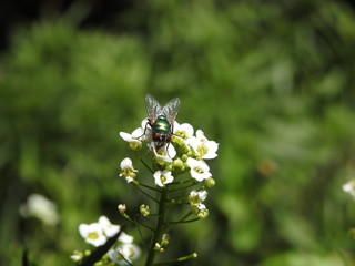 fly on white flower