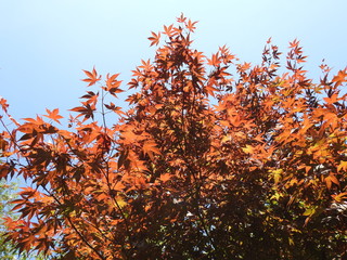 red maple tree