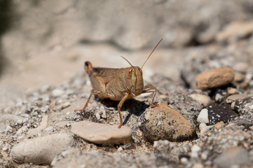 Croatia grasshopper