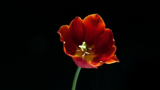 Timelapse of red tulip flower blooming on black background, alpha channel
