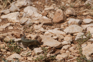 Lagartija balear de color marrón y verde pardo sobre suelo de piedras en día soleado de verano en Parque Natural de isla sa Dragonera, Islas Baleares, España.