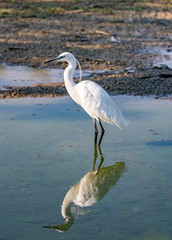 The image of a Little Egret reflected in the water of a pond