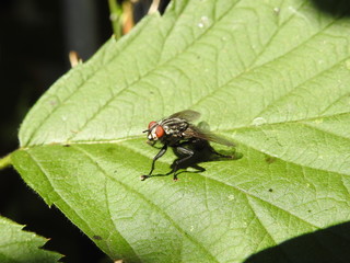 fly on leaf