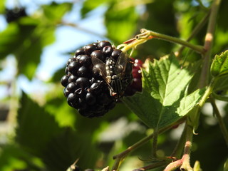 fly on blackberry