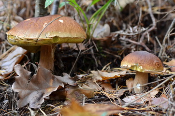Fototapeta premium white mushroom in the forest in autumn