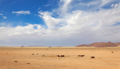 Fototapeta na wymiar Wildpferde der Namib