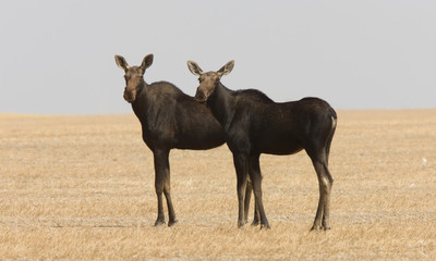 Prairie Moose Saskatchewan