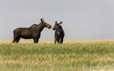 Prairie Moose Saskatchewan