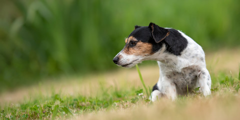 Jack Russell female 7 years old - dog is sitting on a green meadow 