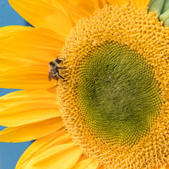 Bee Gathering Pollen in a Sunflower