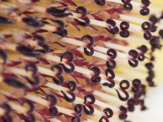 Macro Sunflower Center