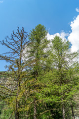 Mountain Panorama on summer