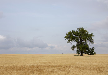 Prairie Storm Clouds Canada