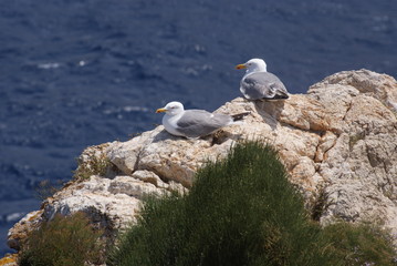 Pareja de gaviotas patiamarillas posadas sobre rocas de acantilado en día soleado de verano en mar mediterráneo azul marino en isla sa Dragonera, Islas Baleares.