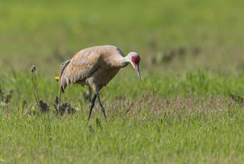 Sandhill Crane in Alaska