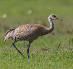 Sandhill Crane in Alaska