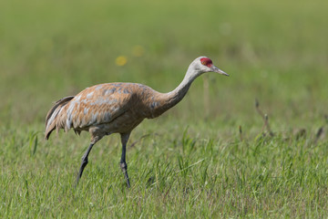 Sandhill Crane in Alaska