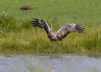 Sandhill Crane in Alaska
