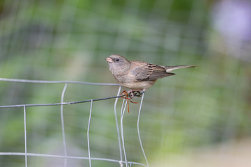 Immature Female Dark-eyed Junco