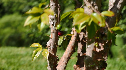 jabuticabeira