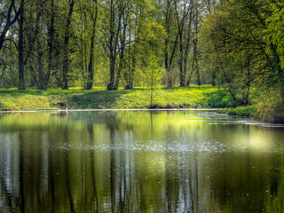 Fototapeta na wymiar The shore of the lake in the park on a sunny spring day