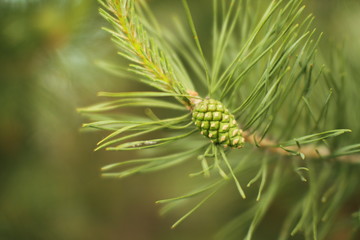 Шишка сосны