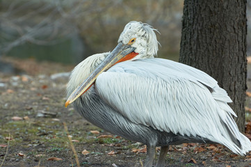 Great white or oriental pelican.(Pelecanus onocrotalus). A bird in a park in autumn in Eastern Europe Ukraine. Bird watching in the city