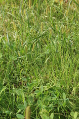 thick grass