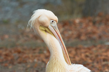 Portrait of a great white or oriental pelican.(Pelecanus onocrotalus). A bird in a park in autumn in Eastern Europe Ukraine..