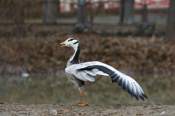 Bar-headed goose (Anser indicus)  poses standing on one leg, stretching the wing in  near the pond. A bird in a park in autumn in Eastern Europe Ukraine.  Bird watching in the city.