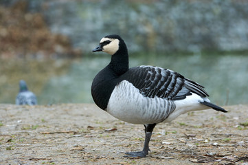 Barnacle Goose (Branta leucopsis) in  near the pond. A bird in a