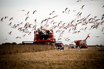 Soybean harvest 