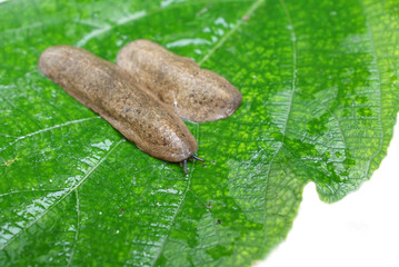 A Siamese slug on green leaf / Semperula siamensis